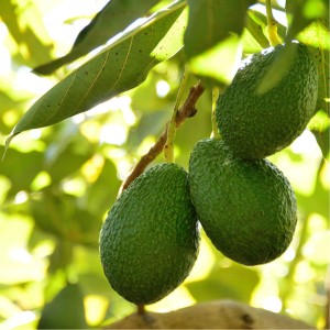 Avocado